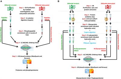 Sweet and Sour Ehrlichia: Glycoproteomics and Phosphoproteomics Reveal New Players in Ehrlichia ruminantium Physiology and Pathogenesis